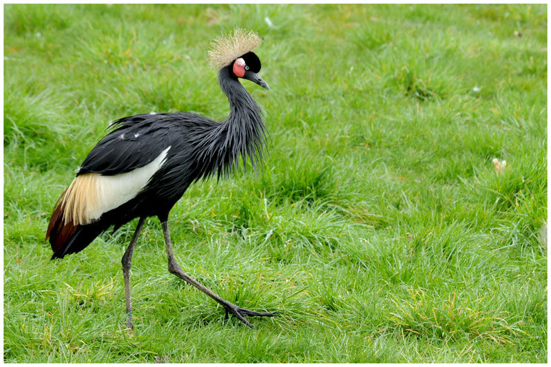 Black Crowned Craneadult