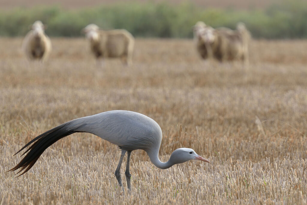 Blue Crane