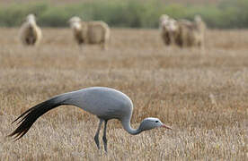 Blue Crane