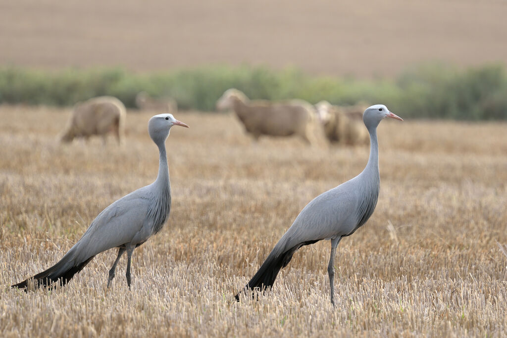 Blue Crane