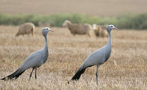 Blue Crane