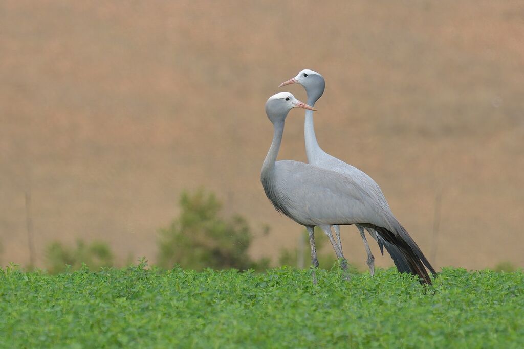 Blue Craneadult