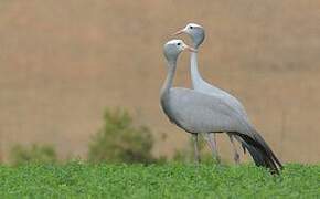 Blue Crane