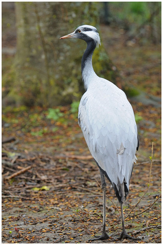 Demoiselle Crane