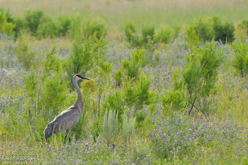 Grue du Canadaadulte, habitat