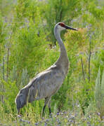 Sandhill Crane