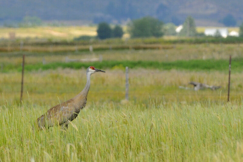 Sandhill Craneadult