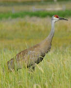 Sandhill Crane