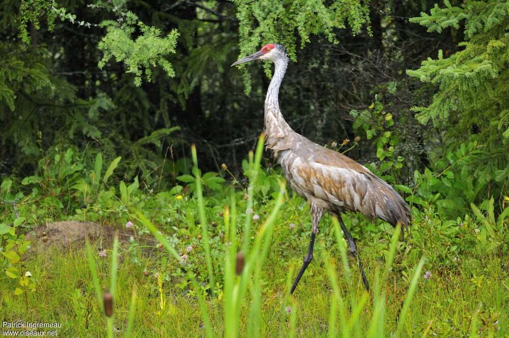 Sandhill Craneadult, habitat, pigmentation