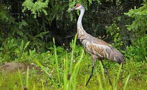 Sandhill Crane