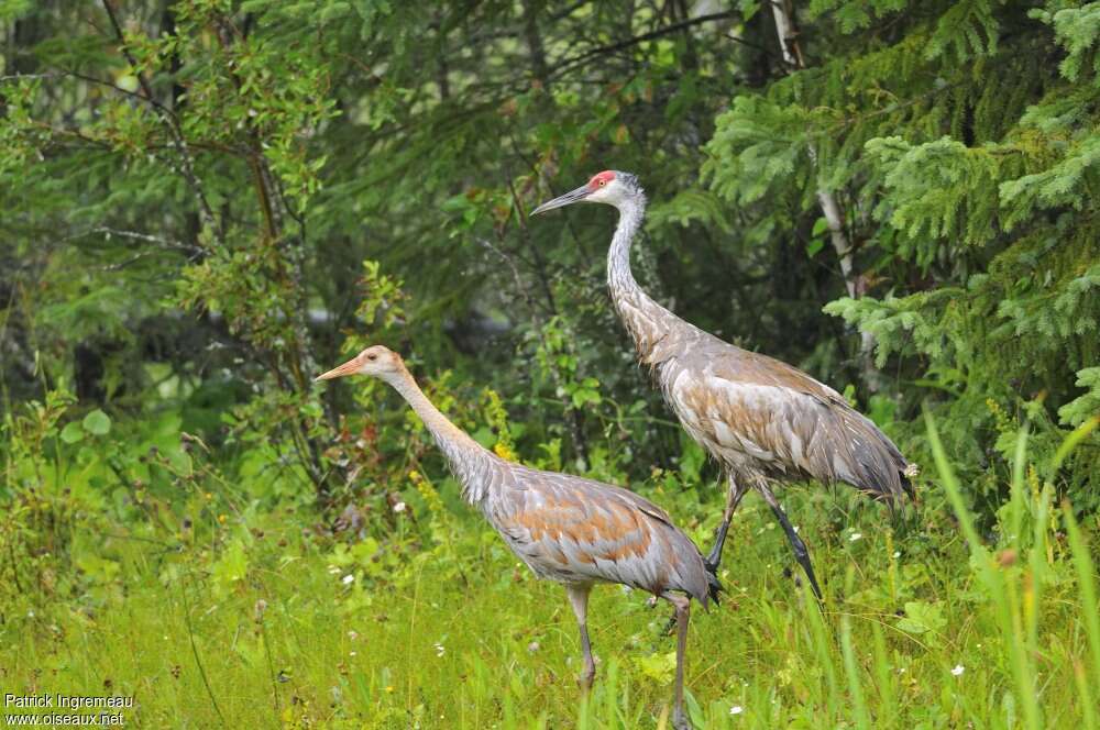 Sandhill Crane, pigmentation