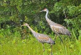 Sandhill Crane