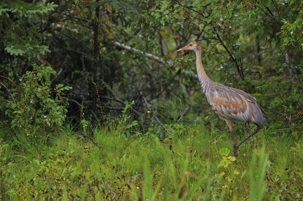 Sandhill Craneimmature