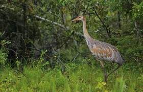 Sandhill Crane