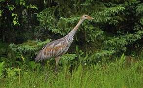 Sandhill Crane