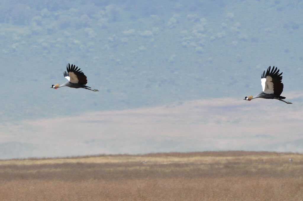 Grey Crowned Crane, Flight