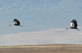 Grey Crowned Crane