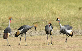 Grey Crowned Crane