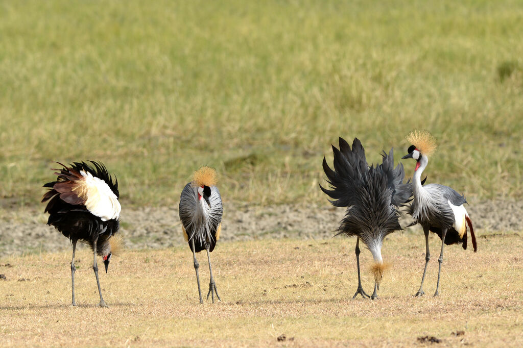 Grey Crowned Craneadult