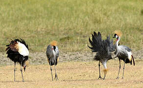 Grey Crowned Crane