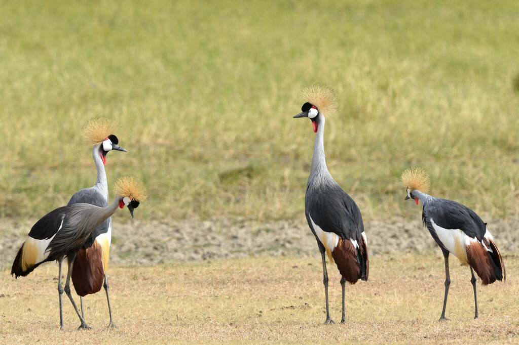 Grey Crowned Crane