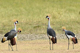 Grey Crowned Crane