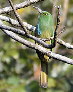 Blue-bearded Bee-eater