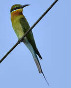 Blue-tailed Bee-eater