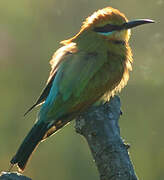 Rainbow Bee-eater