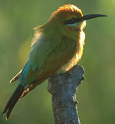 Rainbow Bee-eater