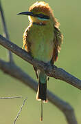 Rainbow Bee-eater