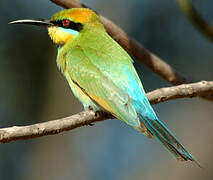 Rainbow Bee-eater