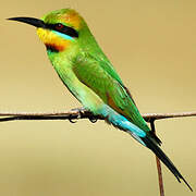 Rainbow Bee-eater