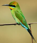 Rainbow Bee-eater