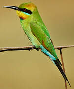 Rainbow Bee-eater