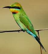 Rainbow Bee-eater