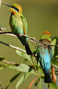 Rainbow Bee-eater