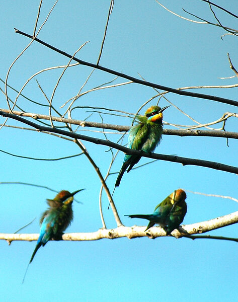 Rainbow Bee-eater