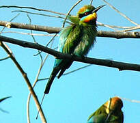 Rainbow Bee-eater