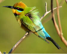 Rainbow Bee-eater