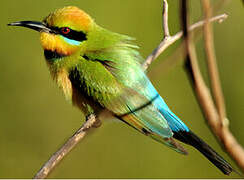 Rainbow Bee-eater