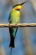 Rainbow Bee-eater