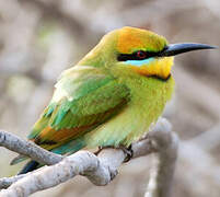 Rainbow Bee-eater