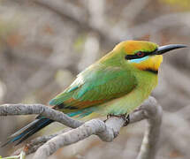 Rainbow Bee-eater