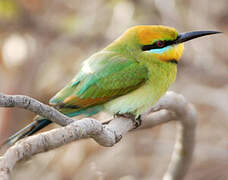 Rainbow Bee-eater