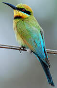 Rainbow Bee-eater