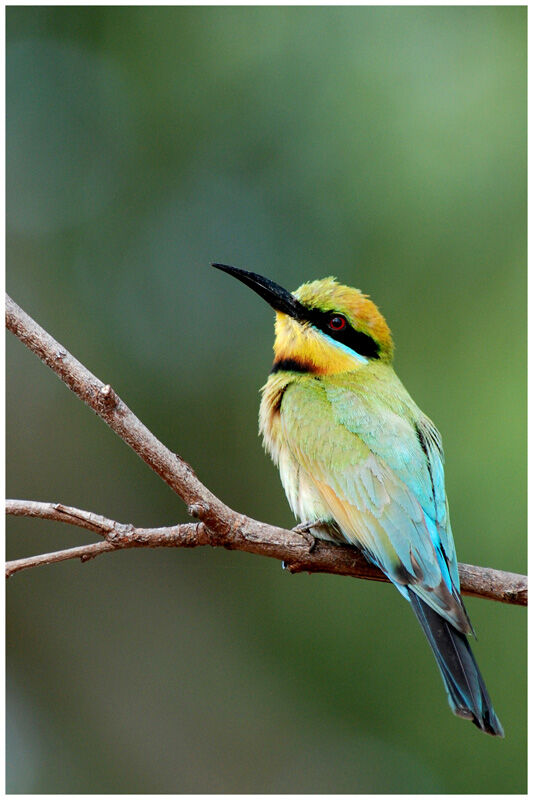 Rainbow Bee-eater