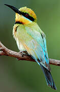 Rainbow Bee-eater