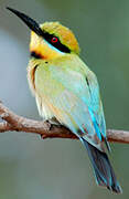 Rainbow Bee-eater