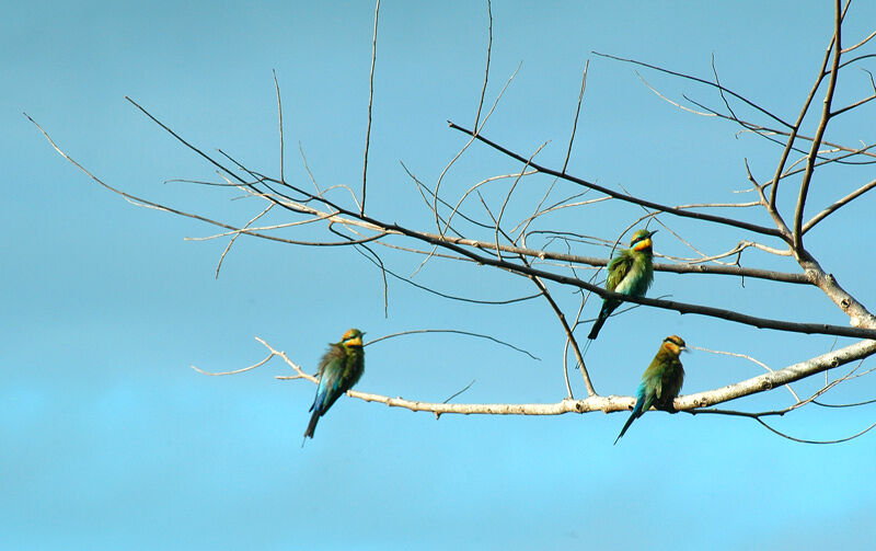 Rainbow Bee-eater